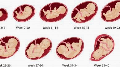 Uge 11 gravid i GRAVID uge